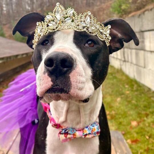 Enlarge Zola, a Adoptable Mixed Breed in Enfield, NH image 4/6