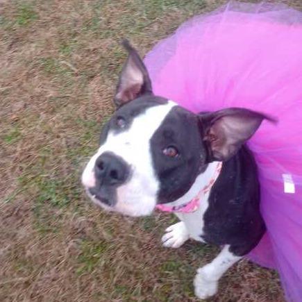 Enlarge Zola, a Adoptable Mixed Breed in Enfield, NH image 3/6