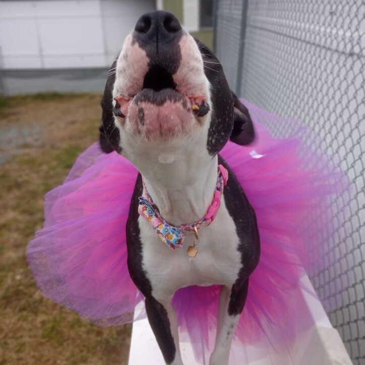 Enlarge Zola, a Adoptable Mixed Breed in Enfield, NH image 4/6