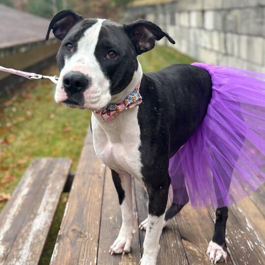 Enlarge Zola, a Adoptable Mixed Breed in Enfield, NH image 5/6