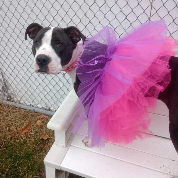 Enlarge Zola, a Adoptable Mixed Breed in Enfield, NH image 5/6