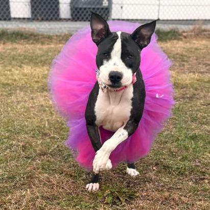 Enlarge Zola, a Adoptable Mixed Breed in Enfield, NH image 6/6