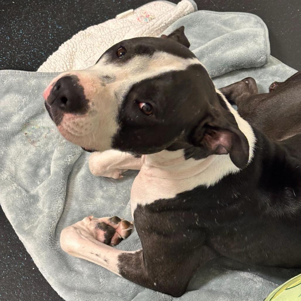 Enlarge Zola, a Adoptable Mixed Breed in Enfield, NH image 6/6