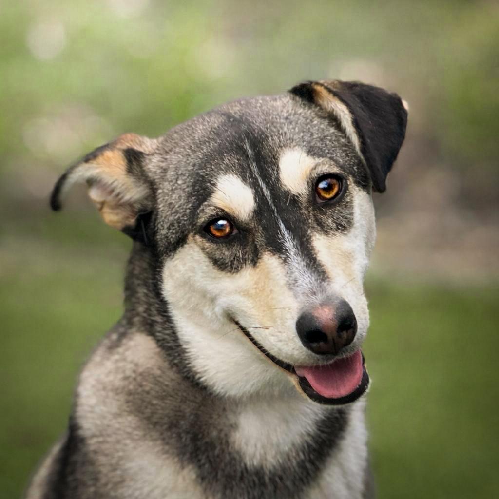 Lani, Adoptable, Young Female Siberian Husky & Labrador Retriever.