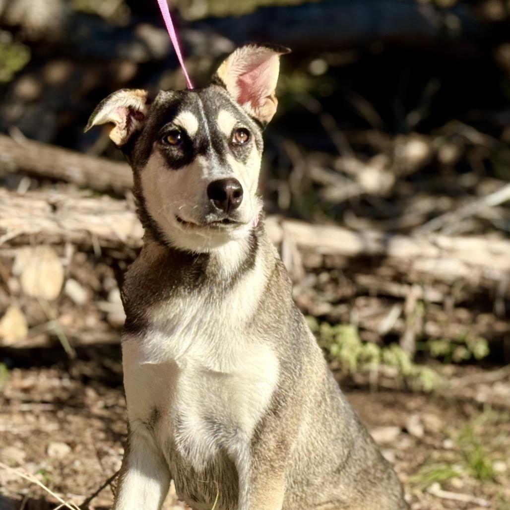 Enlarge Lani, a Adoptable mixed breed in San Antonio, TX image 4/6
