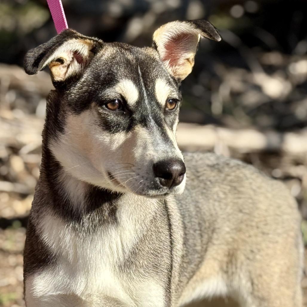 Enlarge Lani, a Adoptable mixed breed in San Antonio, TX image 5/6