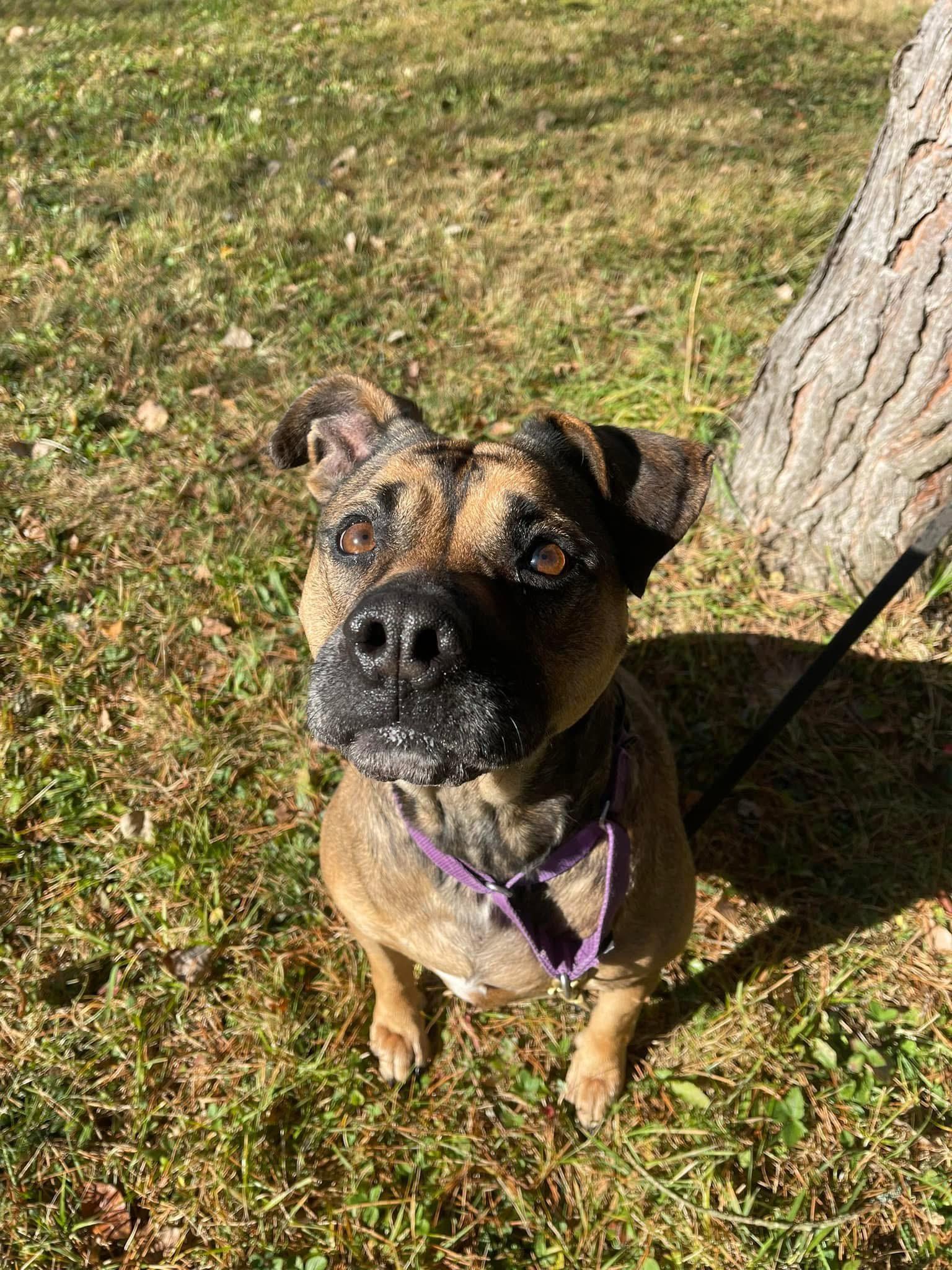 Mocha, a Adoptable mixed breed in Olean, NY image 3/3