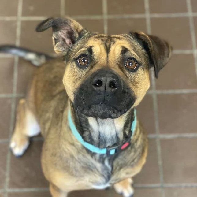 Mocha, a Adoptable mixed breed in Olean, NY image 1/3