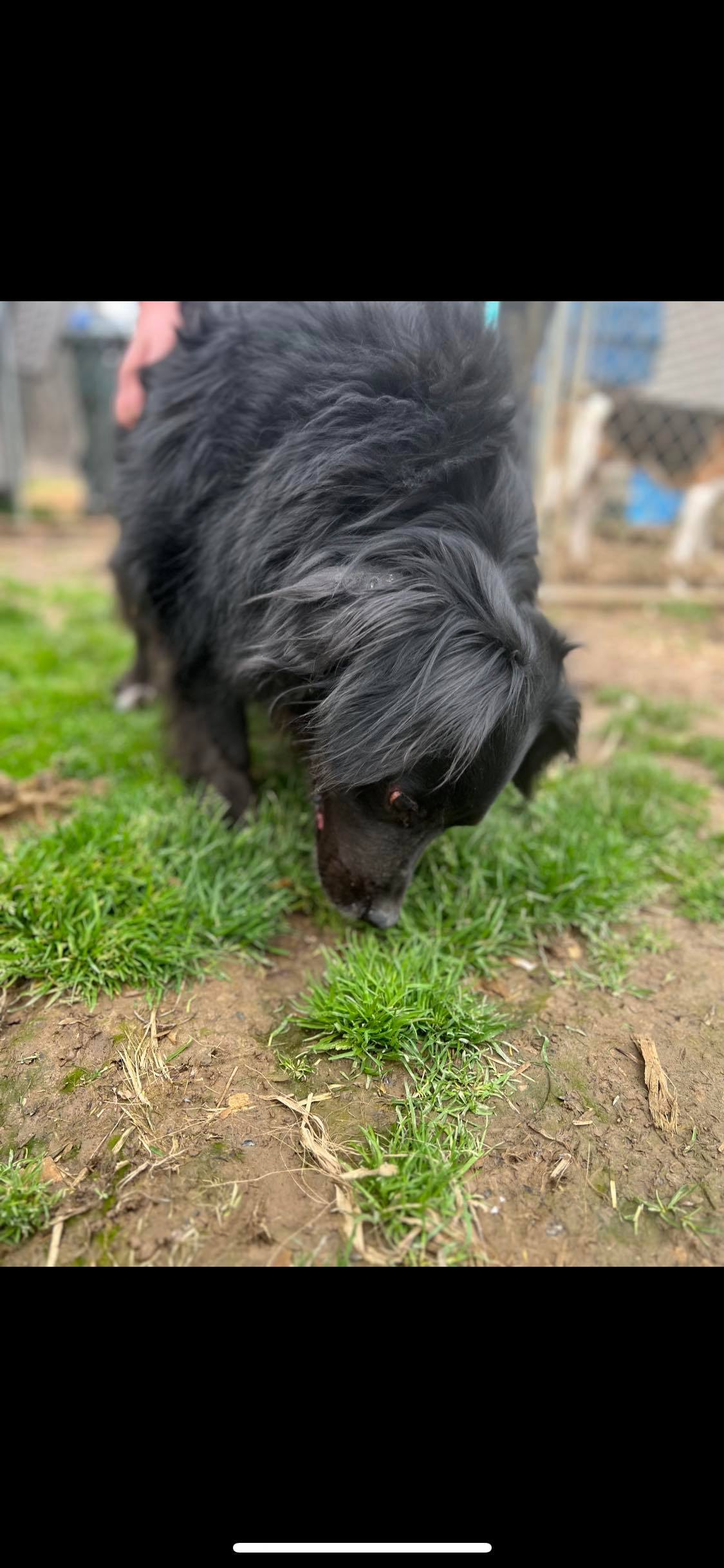 Vader, Adoptable, Adult Male Retriever.