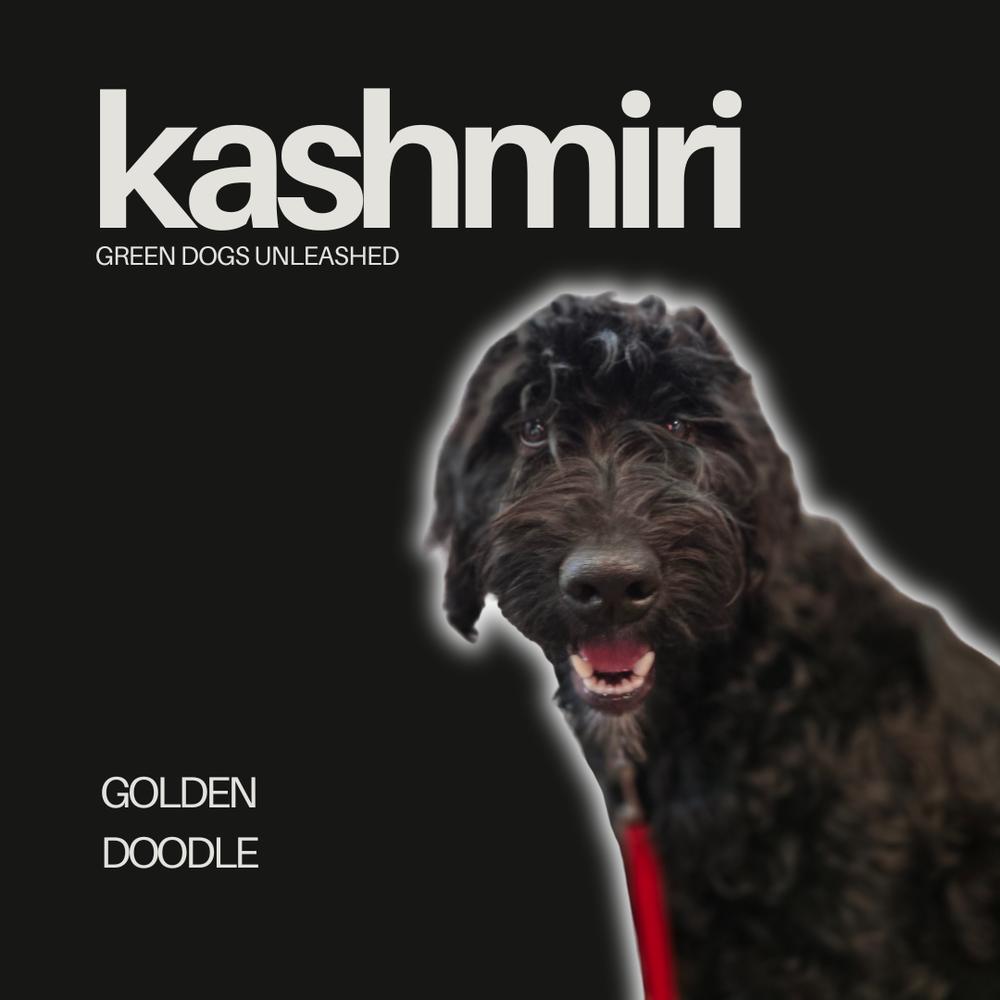 Kashmiri, Adoptable, Young Female Goldendoodle.