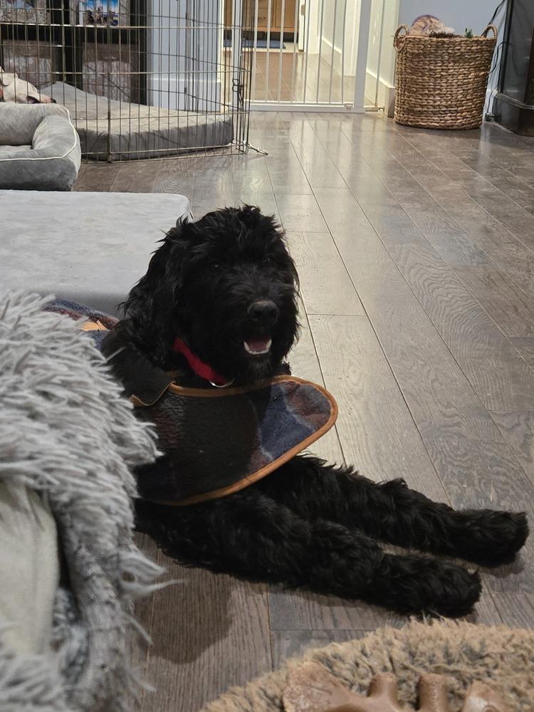 Enlarge Kashmiri, a Adoptable mixed breed in Troy, VA image 4/4