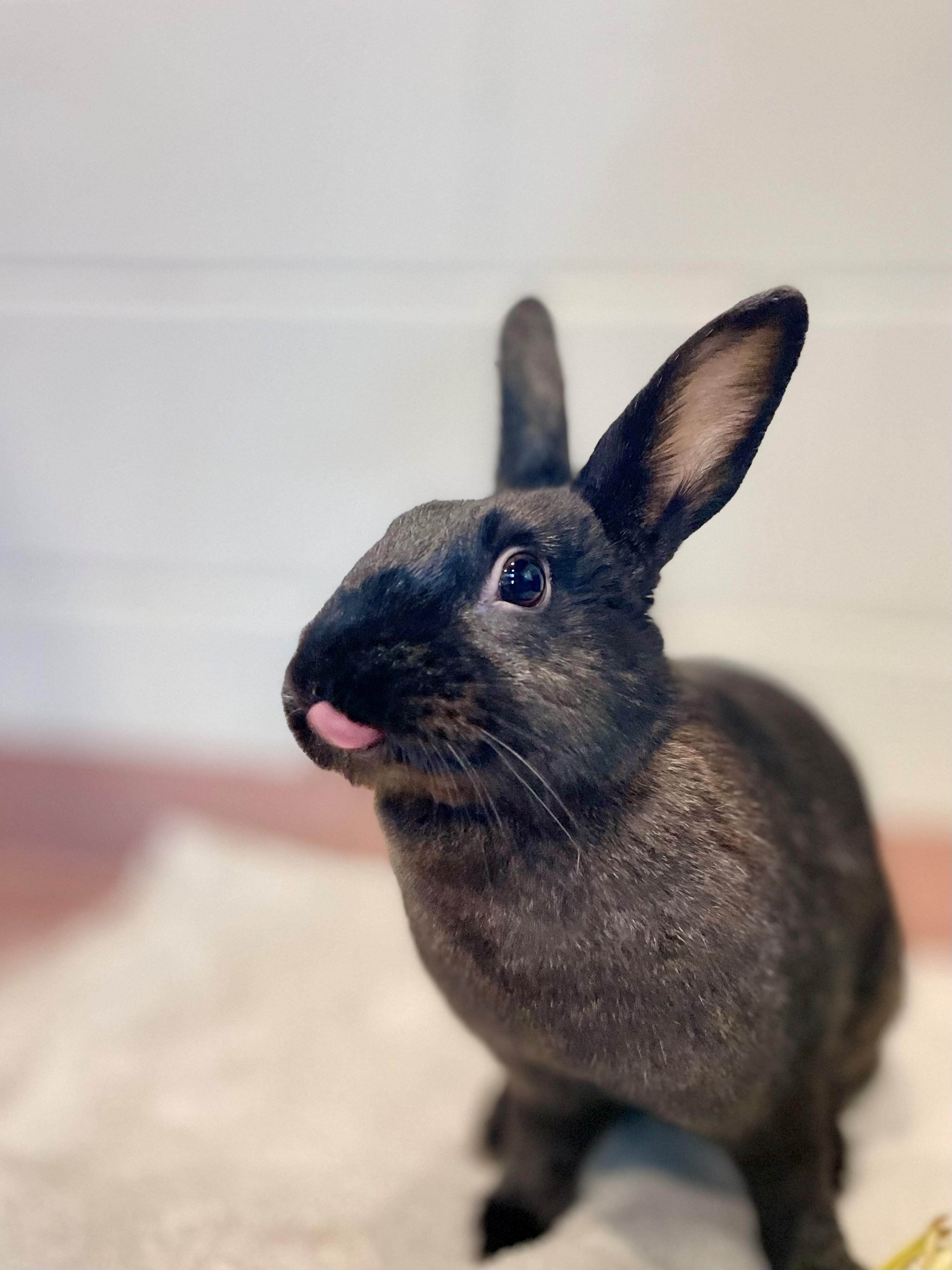 Enlarge Raisin, a Adoptable American in Hamilton, ON image 1/6