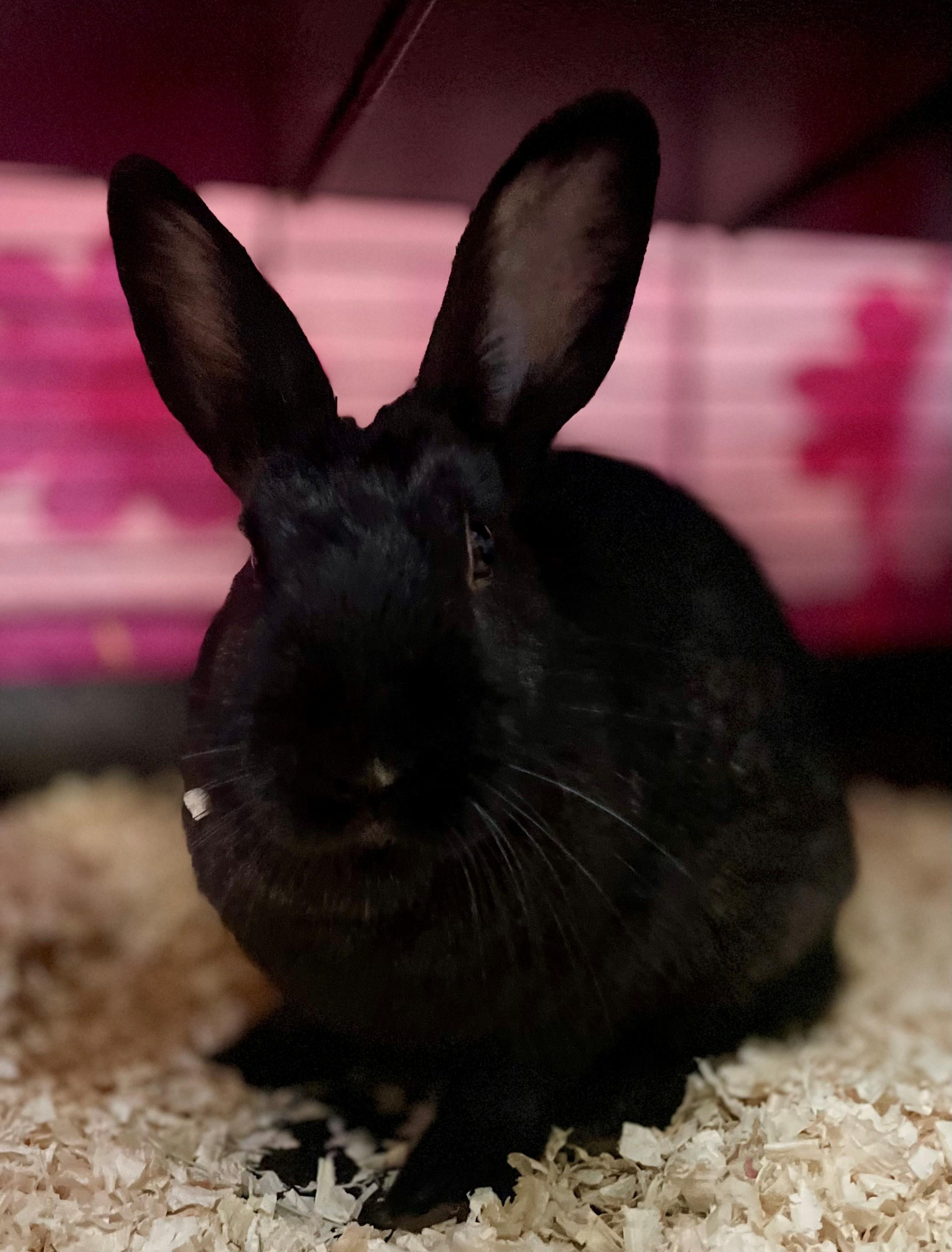 Enlarge Raisin, a Adoptable American in Hamilton, ON image 3/6