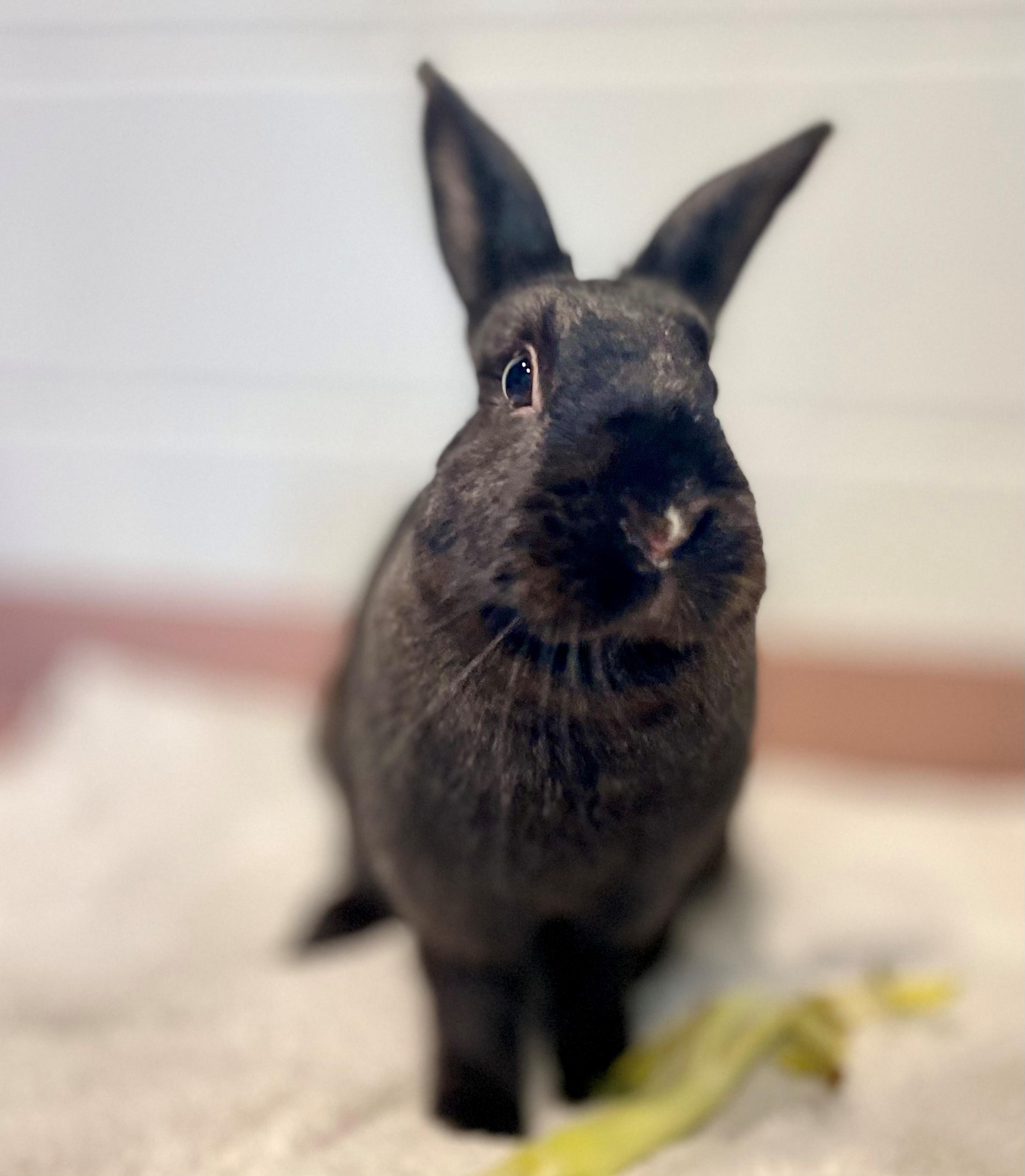 Enlarge Raisin, a Adoptable American in Hamilton, ON image 4/6