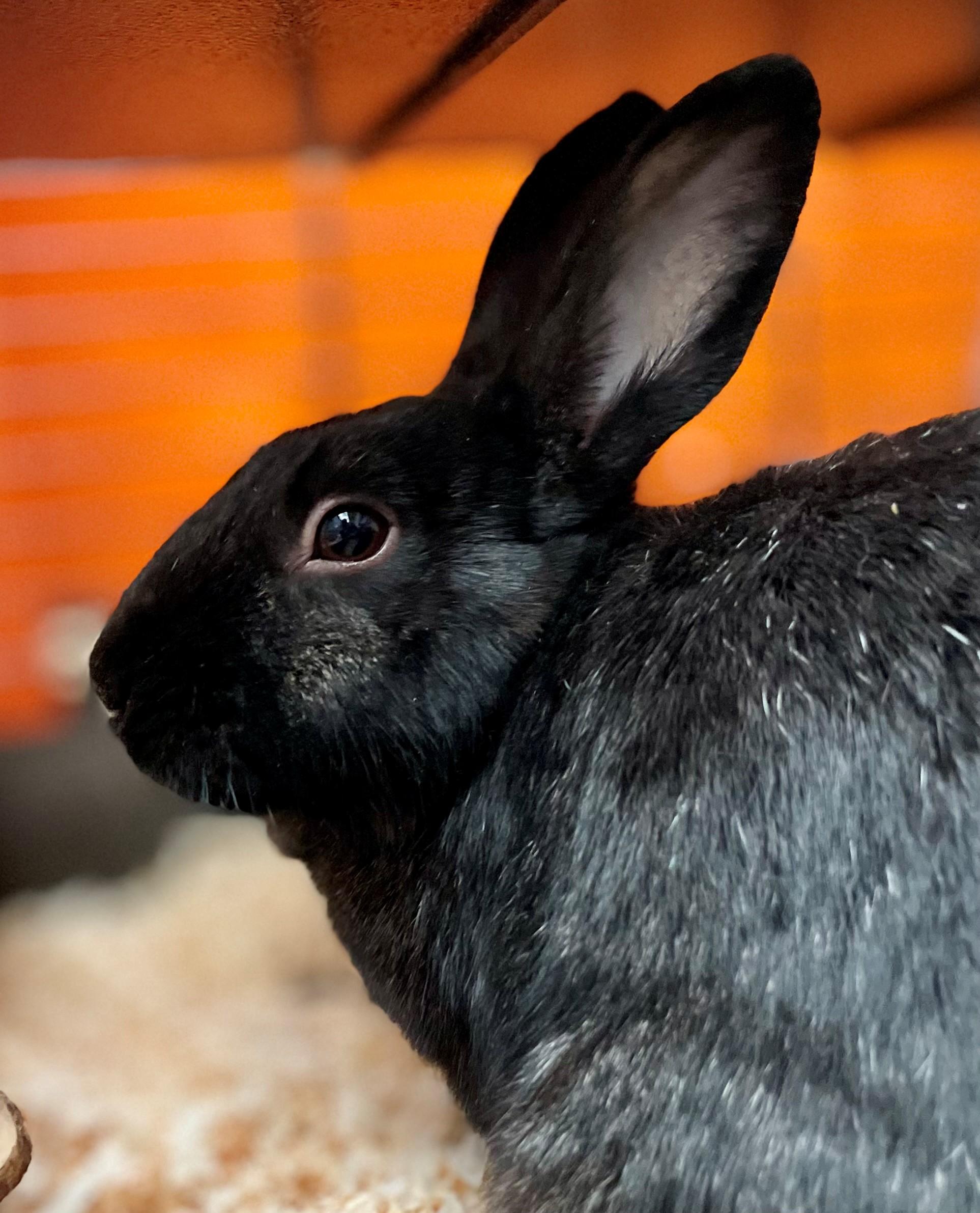 Enlarge Raisin, a Adoptable American in Hamilton, ON image 2/6