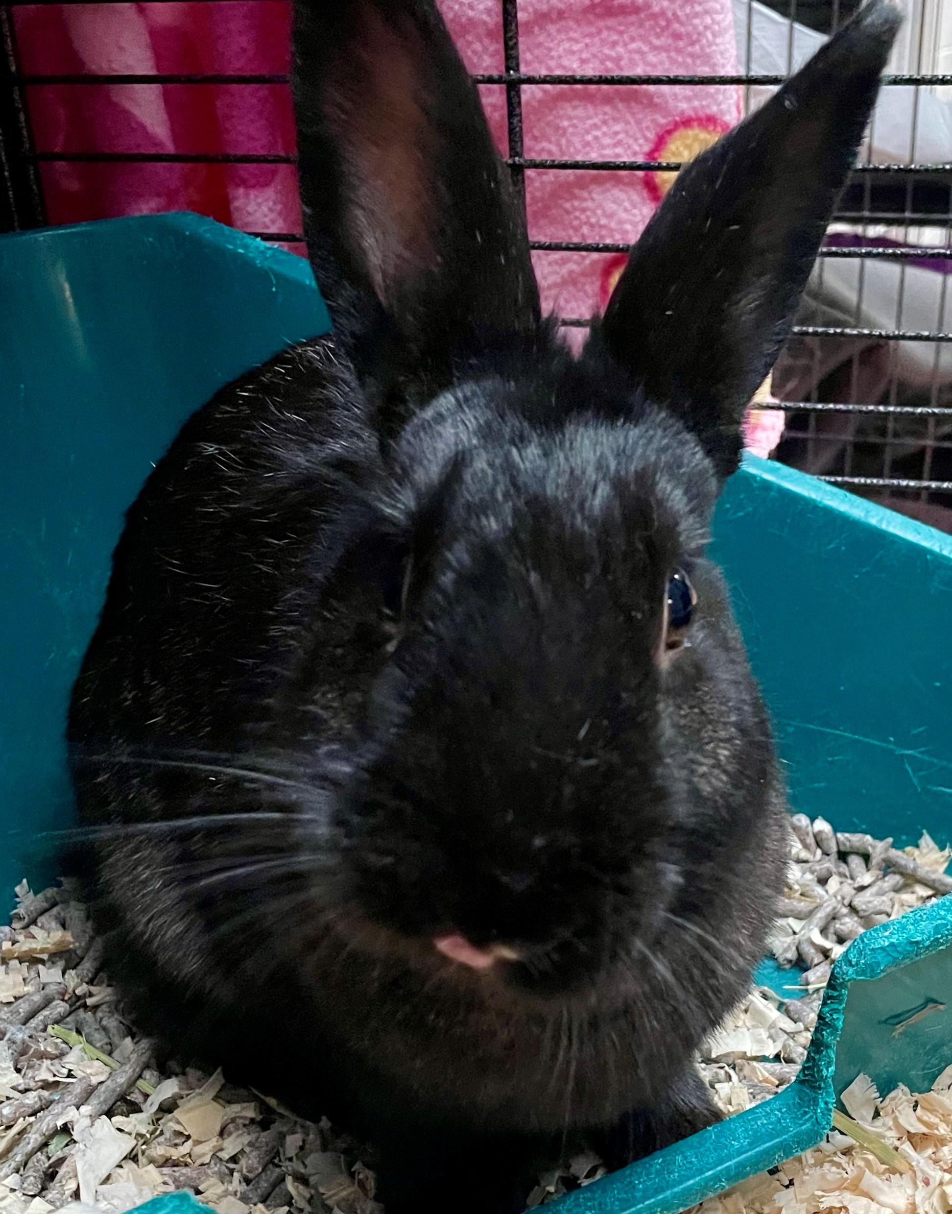 Raisin, Adoptable, Adult Female American.