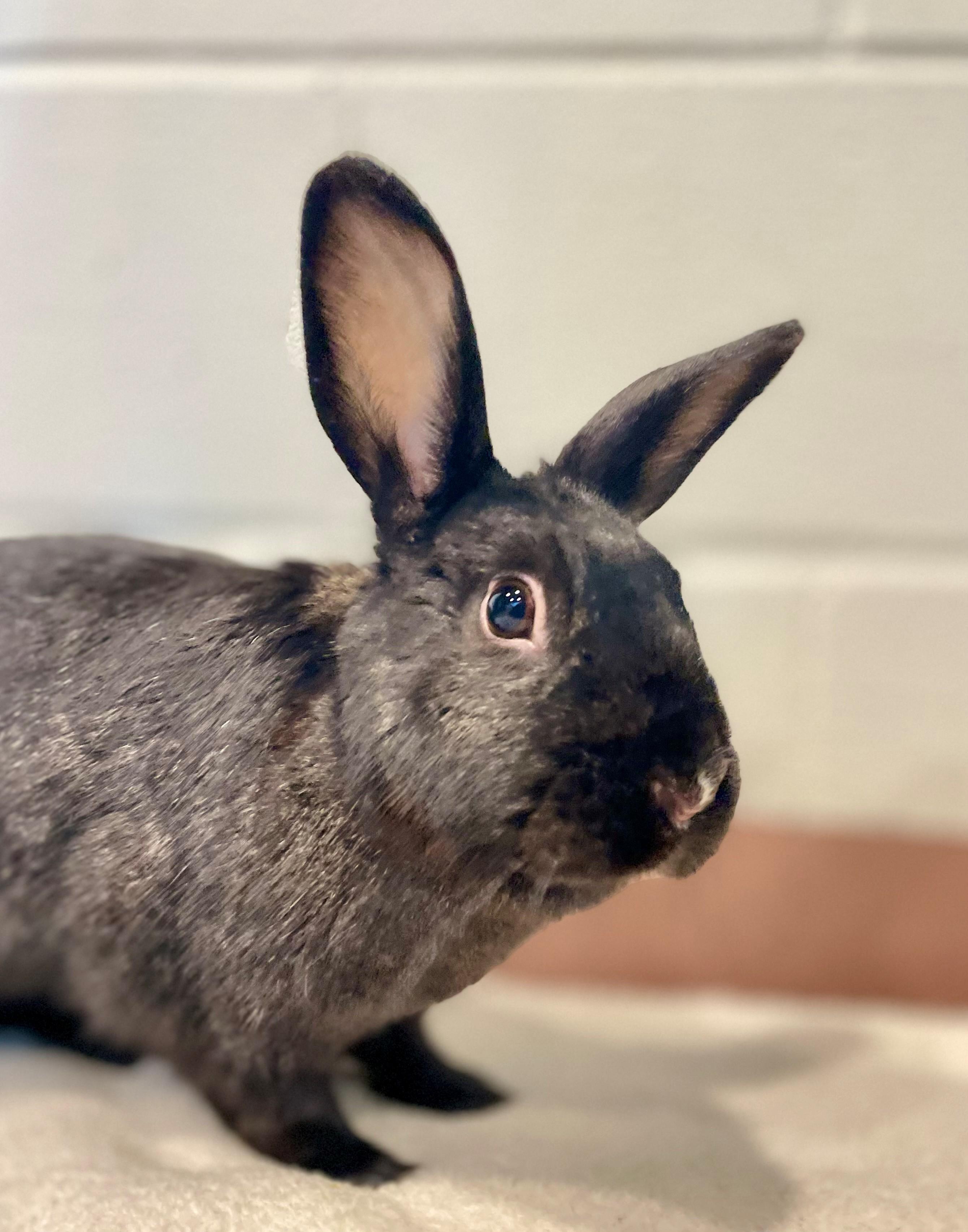 Enlarge Raisin, a Adoptable American in Hamilton, ON image 2/6