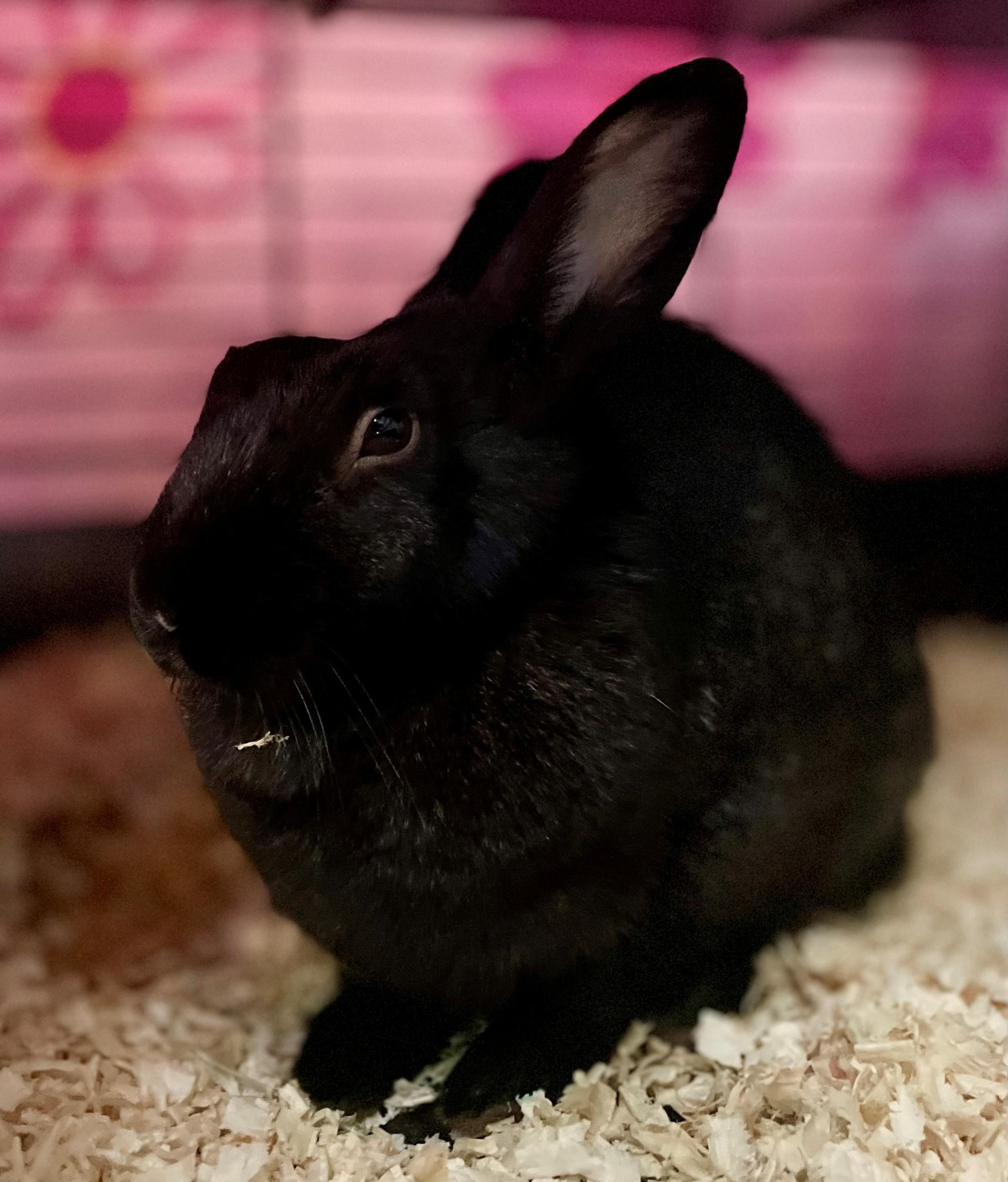 Enlarge Raisin, a Adoptable American in Hamilton, ON image 4/6