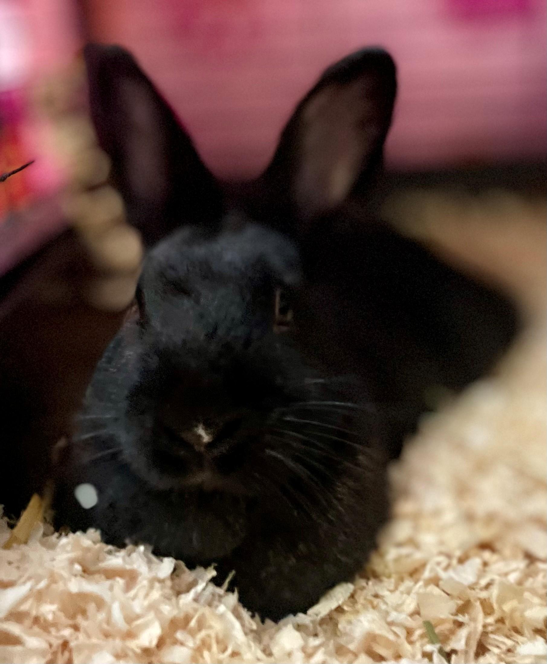 Enlarge Raisin, a Adoptable American in Hamilton, ON image 5/6