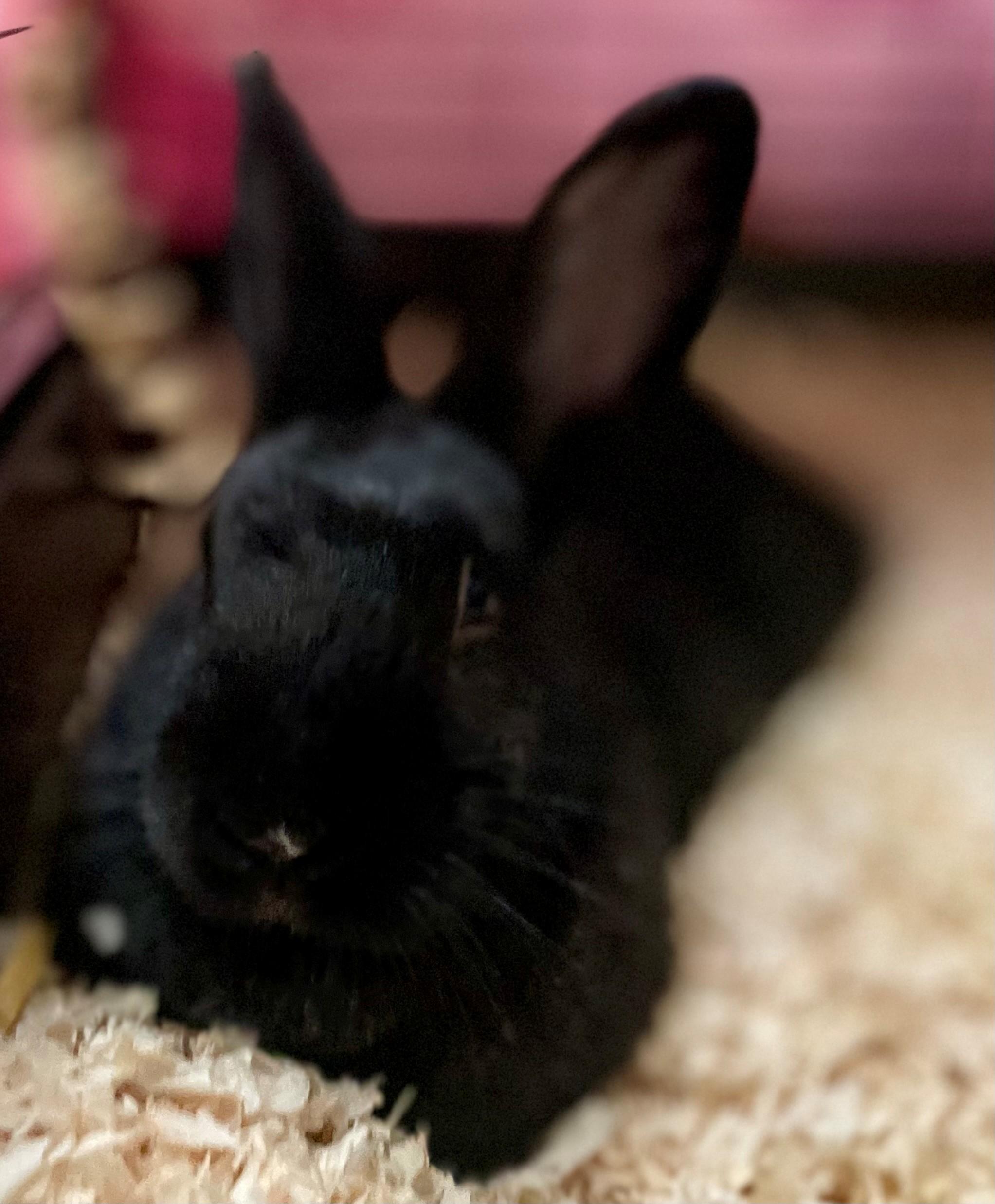 Enlarge Raisin, a Adoptable American in Hamilton, ON image 6/6