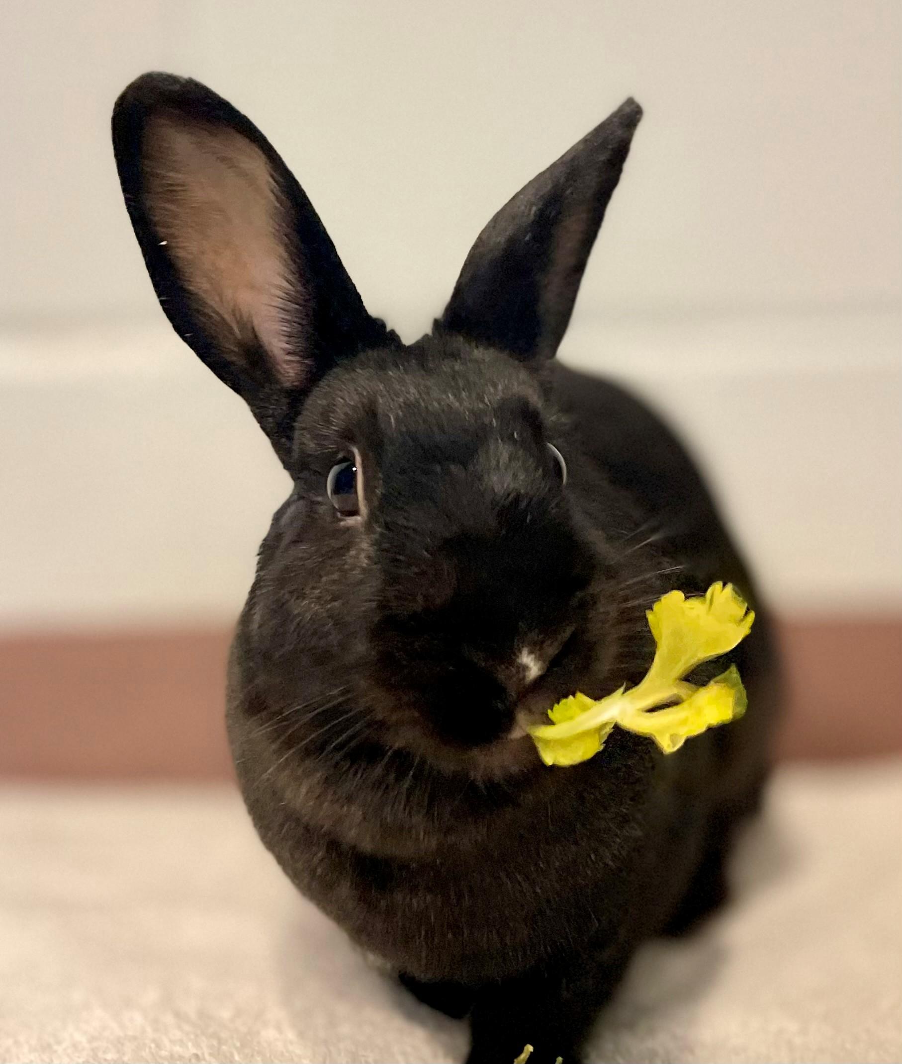 Enlarge Raisin, a Adoptable American in Hamilton, ON image 3/6