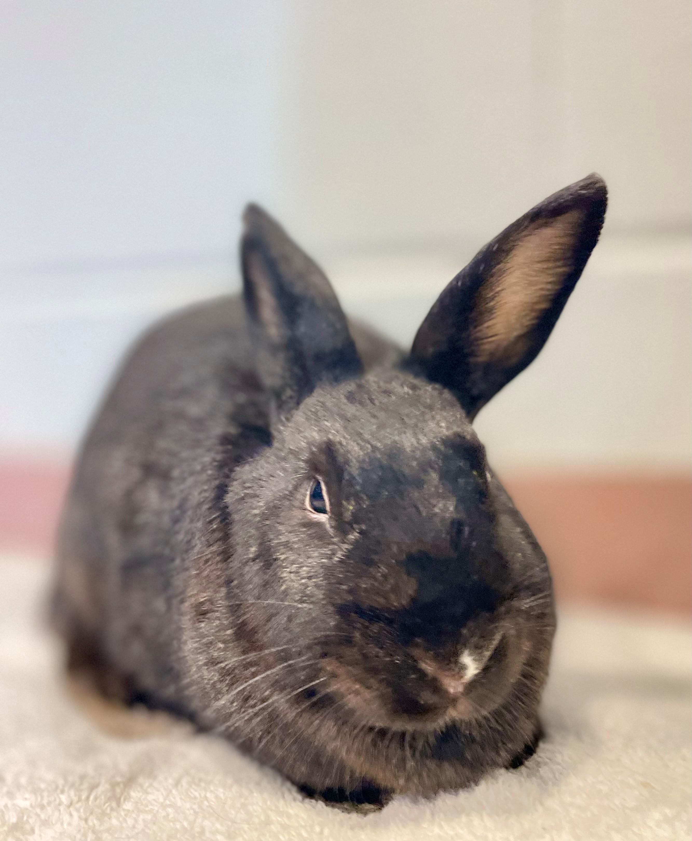 Enlarge Raisin, a Adoptable American in Hamilton, ON image 5/6