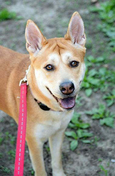 Isabella/Izzy, ADOPTABLE, Young Female Shiba Inu.