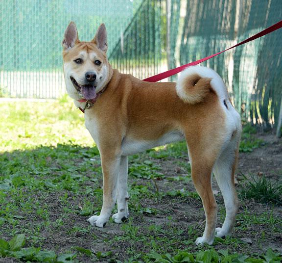 Enlarge Isabella/Izzy, a ADOPTABLE mixed breed in Fort Leavenworth, KS image 6/6
