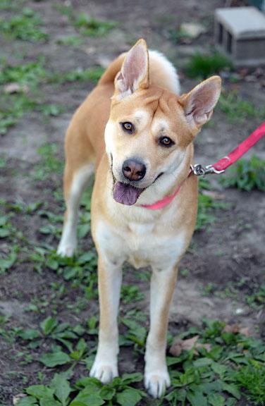 Enlarge Isabella/Izzy, a ADOPTABLE mixed breed in Fort Leavenworth, KS image 2/6