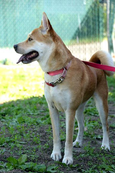 Enlarge Isabella/Izzy, a ADOPTABLE mixed breed in Fort Leavenworth, KS image 5/6