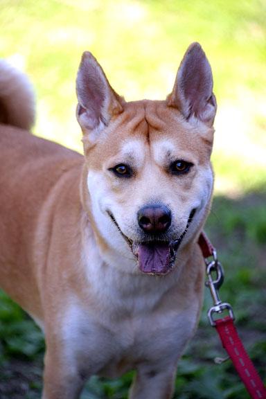 Enlarge Isabella/Izzy, a ADOPTABLE mixed breed in Fort Leavenworth, KS image 3/6
