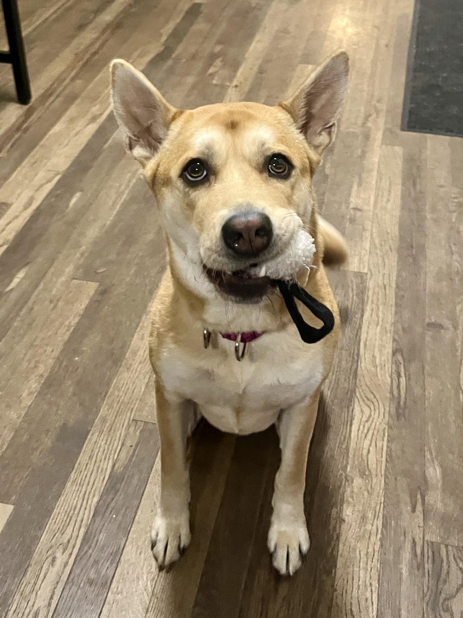 Isabella/Izzy, an adopted mixed breed in Fort Leavenworth, KS image 6/6