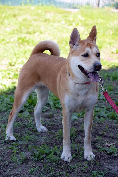 Enlarge Isabella/Izzy, a ADOPTABLE mixed breed in Fort Leavenworth, KS image 4/6