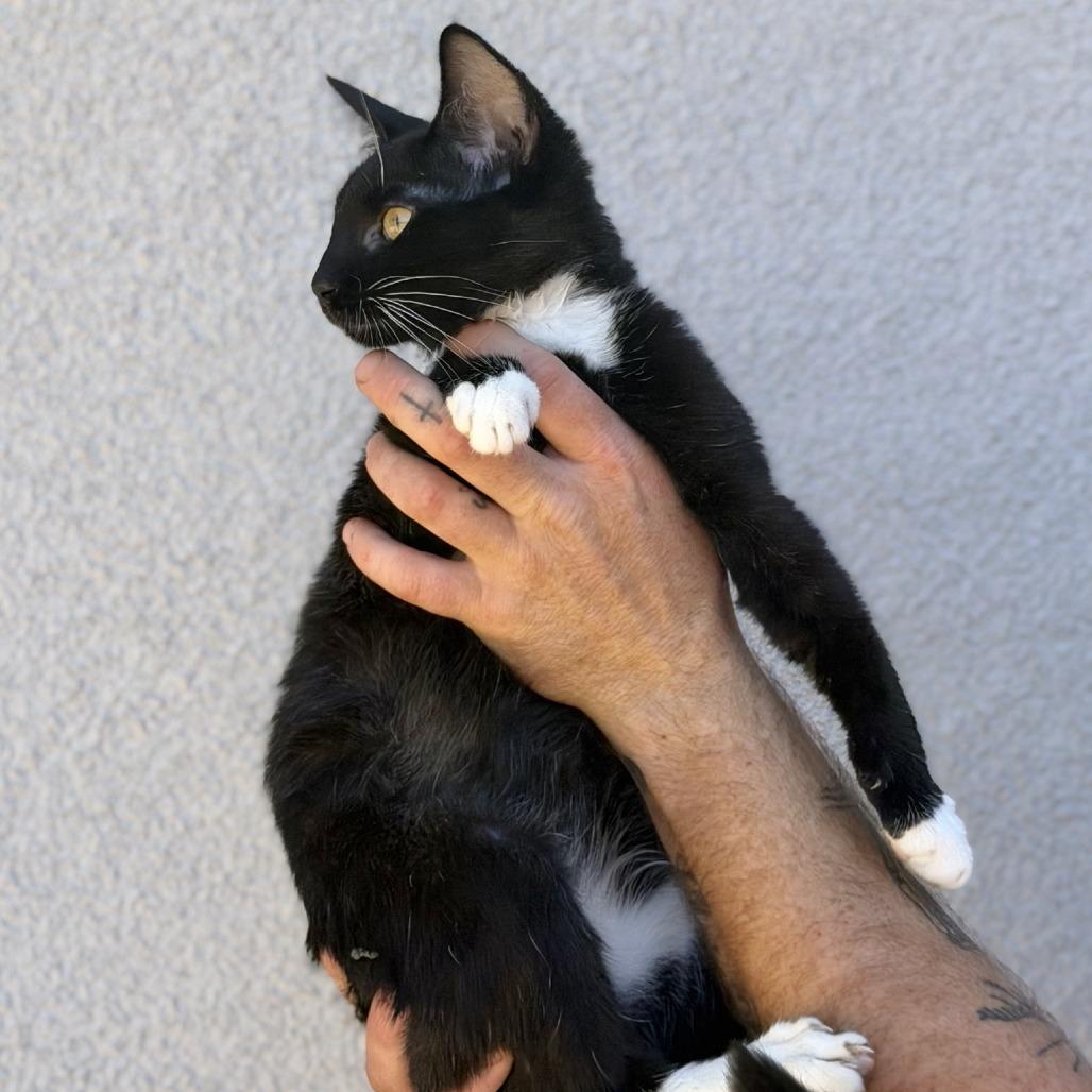 Noah, Adoptable, Young Male Domestic Short Hair.