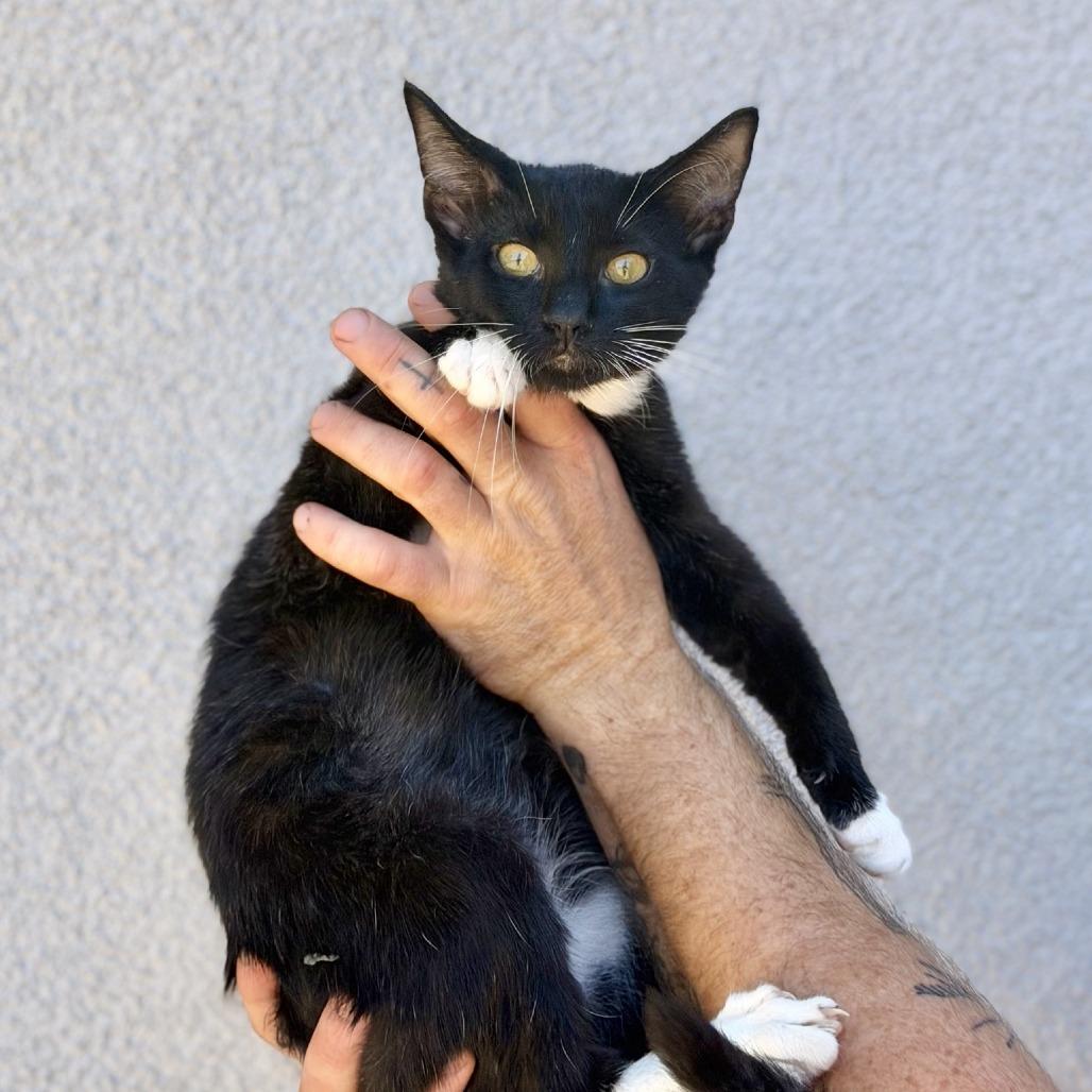Enlarge Noah, a Adoptable Domestic Short Hair in Elverta, CA image 2/3