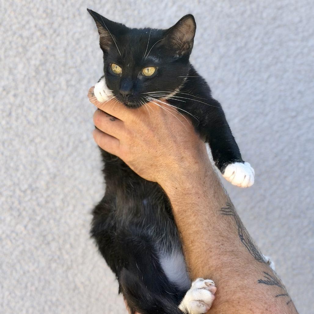 Enlarge Noah, a Adoptable Domestic Short Hair in Elverta, CA image 3/3