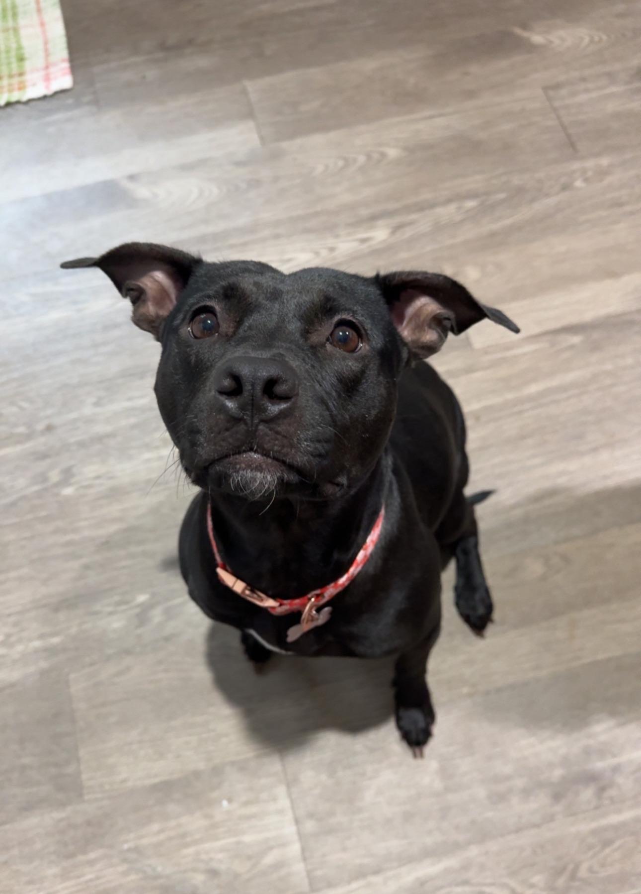 Allie *in Foster*, Adult Female Pit Bull Terrier