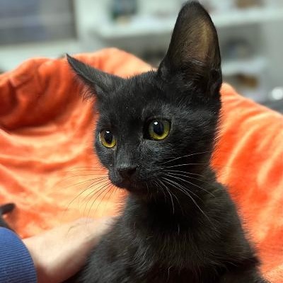 LUCKY, an adopted Domestic Short Hair in Graham, WA image 4/5