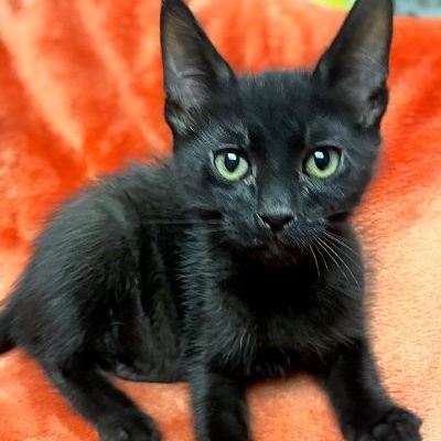 LUCKY, an adopted Domestic Short Hair in Graham, WA image 3/5
