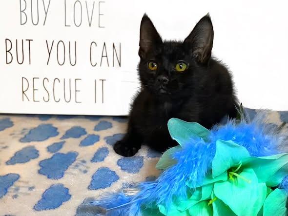 LUCKY, adopted, Kitten Male Domestic Short Hair.