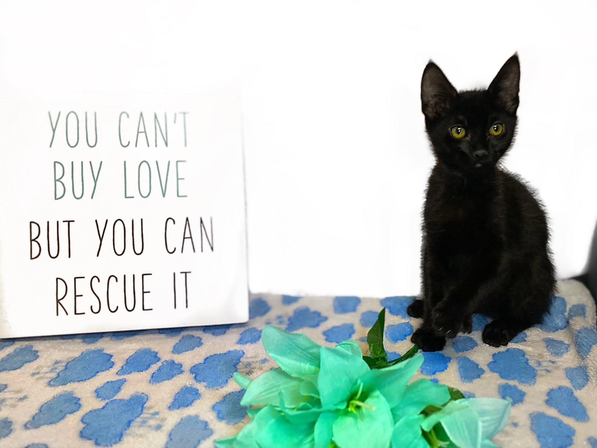 LUCKY, an adopted Domestic Short Hair in Graham, WA image 2/5