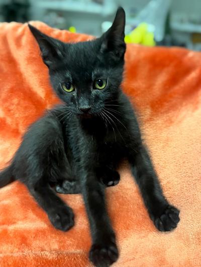 LUCKY, an adopted Domestic Short Hair in Graham, WA image 5/5