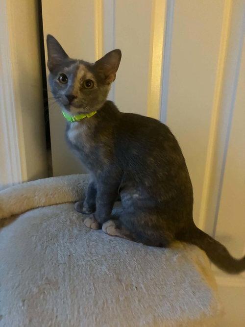 Ginger, Adoptable, Kitten Female Tortoiseshell.