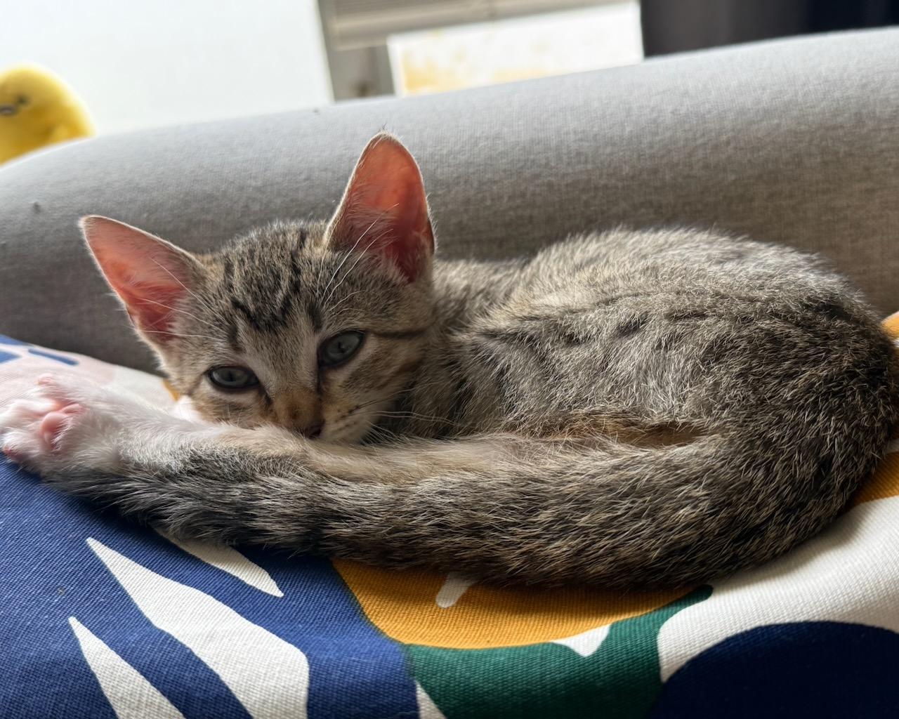 Nicole, a Adoptable Domestic Short Hair in San Francisco, CA image 1/3