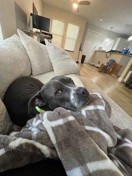 Enlarge Eeyore (mcas), a Adoptable mixed breed in Troutdale, OR image 1/1