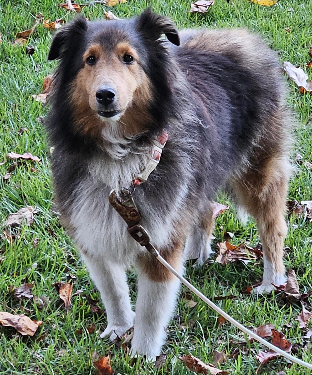 Breanna, Adoptable, Adult Female Shetland Sheepdog / Sheltie.