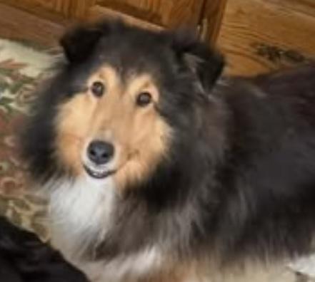 Enlarge Breanna, a Adoptable Shetland Sheepdog / Sheltie in vALE, NC image 2/2