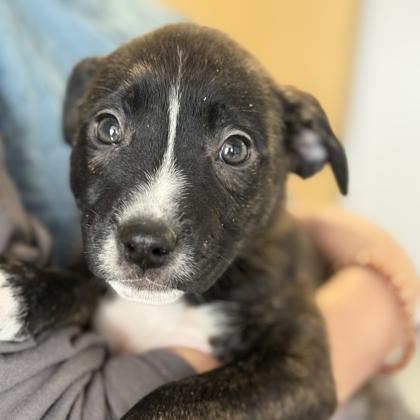 Enlarge Gwinn, a Adoptable mixed breed in Gwinn, MI image 1/1