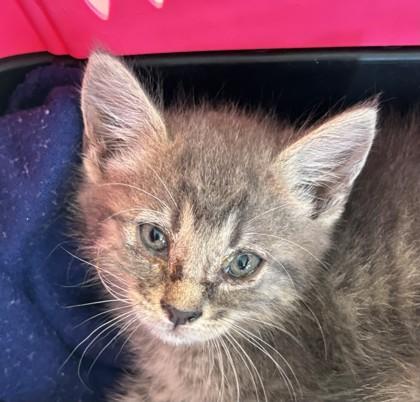 Steph, Adoptable, Kitten Female Domestic Short Hair & Domestic Short Hair.