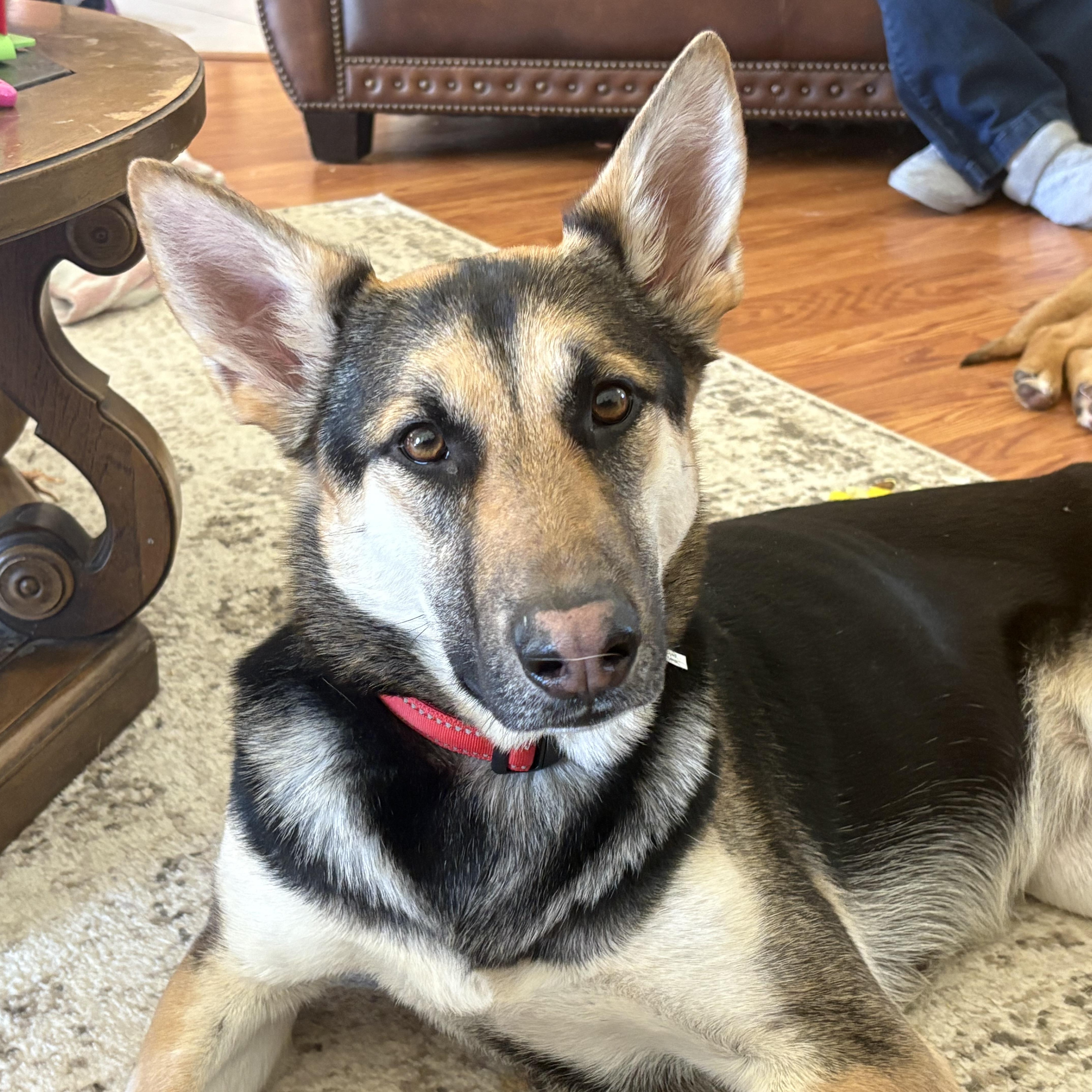 Enlarge Honey, an adopted German Shepherd Dog in Colcord, OK image 2/4